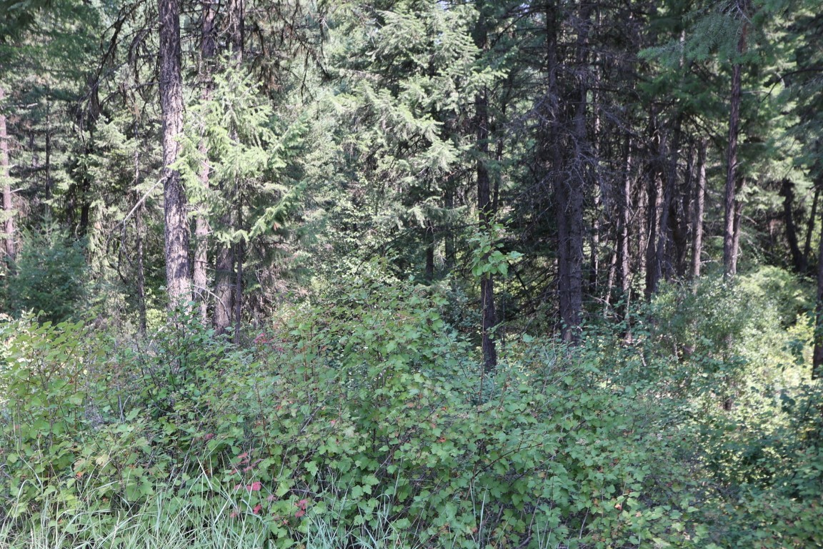 Wooded land with tall evergreens and dense leafy undergrowth.