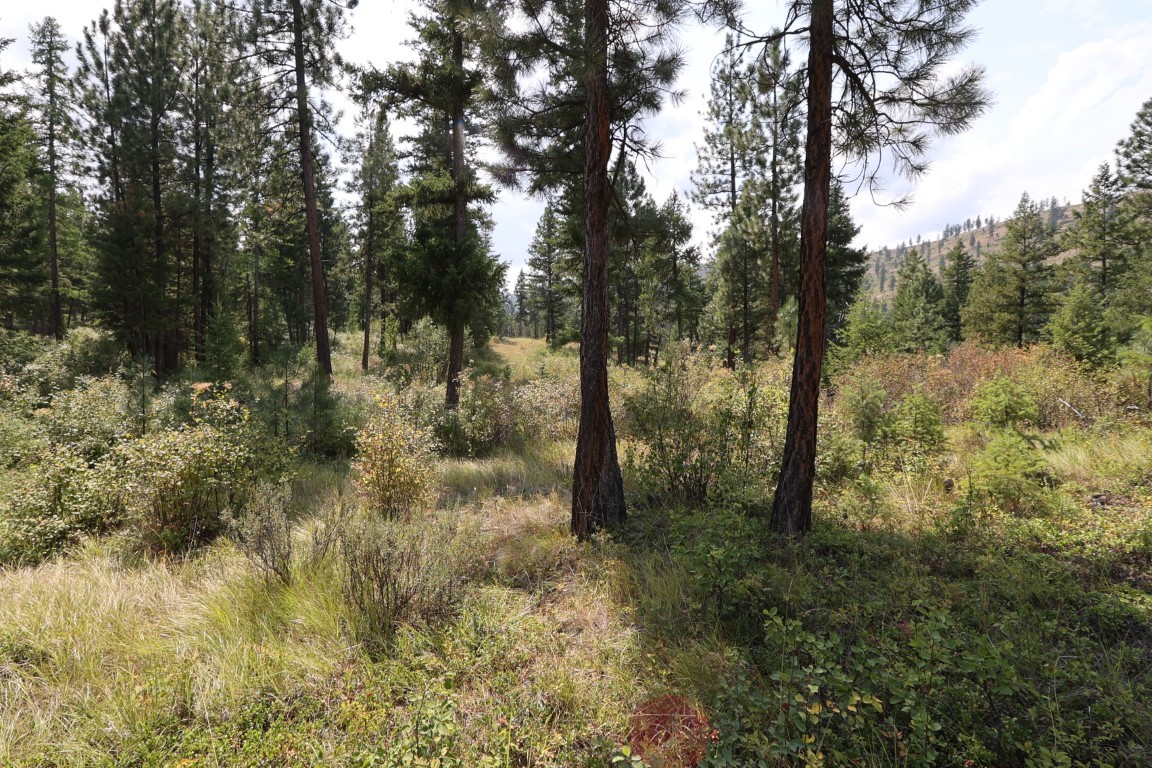 Wooded land with tall pines, brush, and grassy clearings.