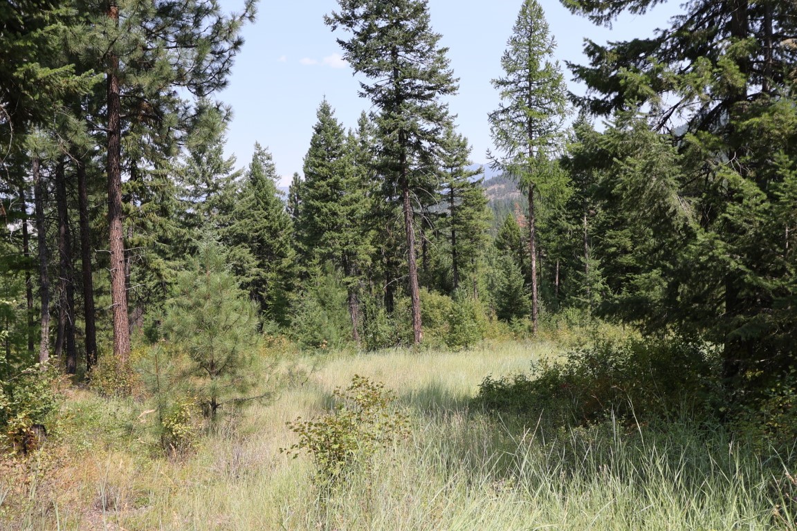 Wooded land with a grassy clearing surrounded by tall evergreen trees.