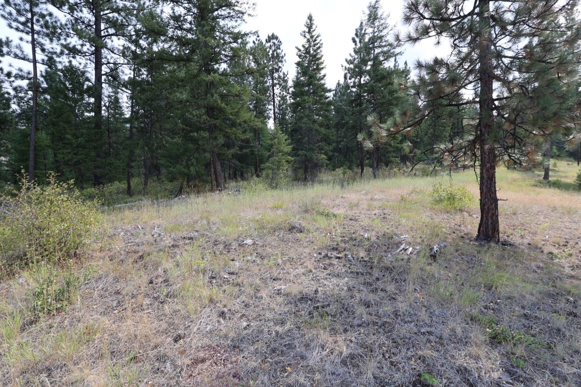 Open grassy clearing bordered by dense evergreen trees on an undeveloped tract.