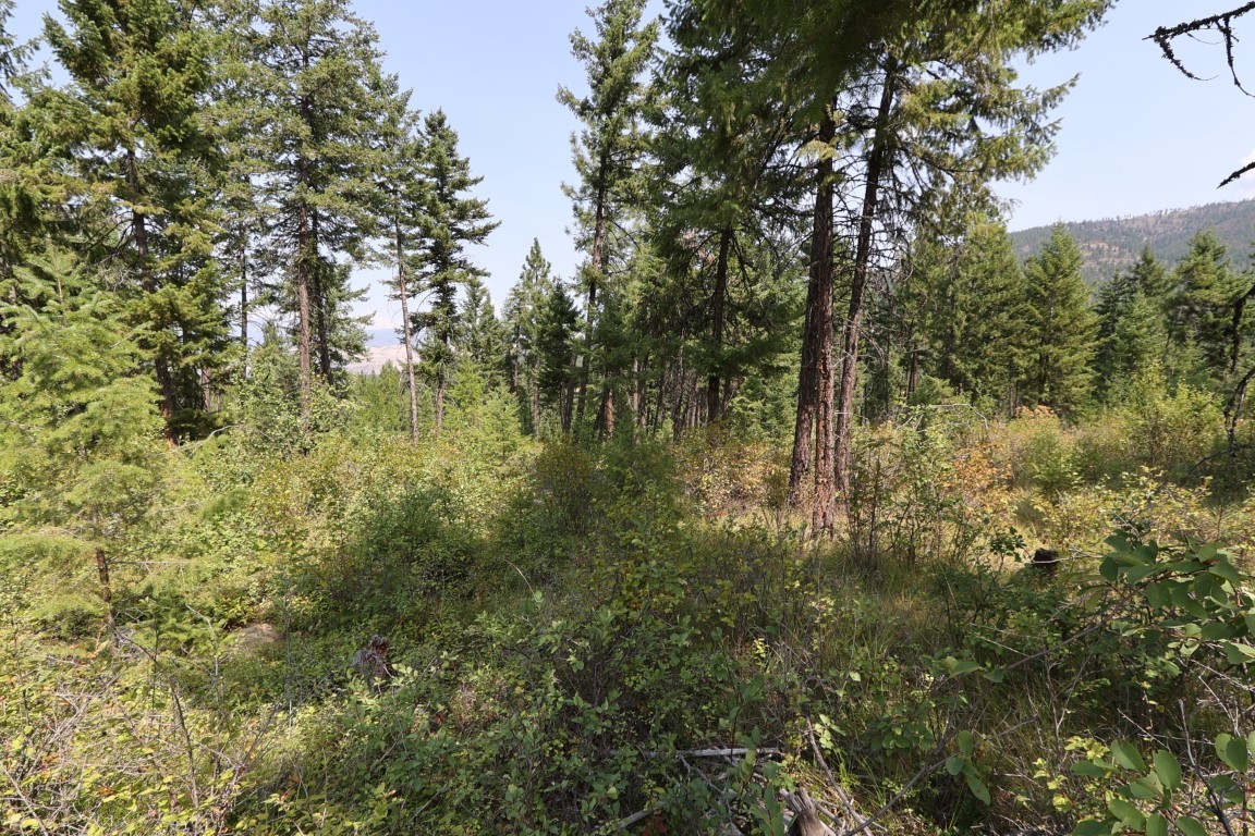 Wooded property with dense evergreens, brush, and a distant ridge.