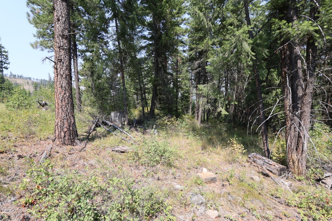 Wooded vacant land with tall evergreens, brush, fallen logs, and a small clearing.