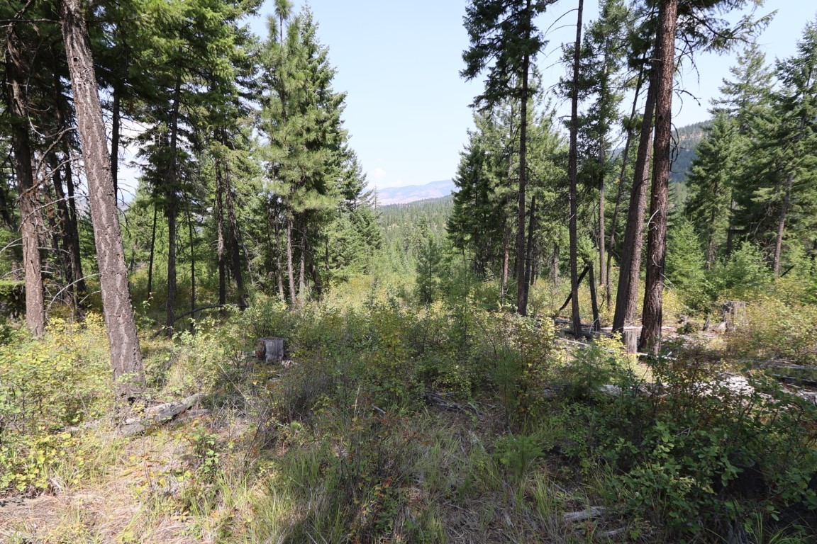 Wooded vacant land with tall pines, dense undergrowth, and distant mountain views.