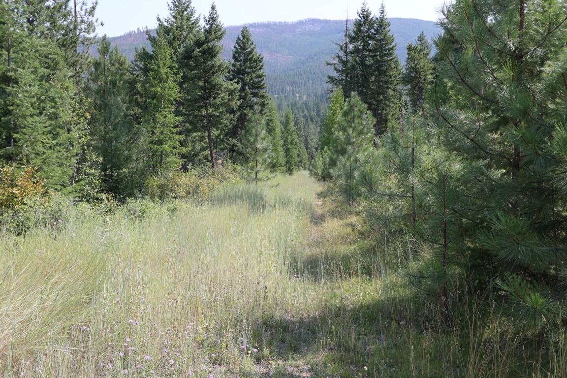 Grassy clearing with wildflowers among pine trees, overlooking a forested mountain ridge.