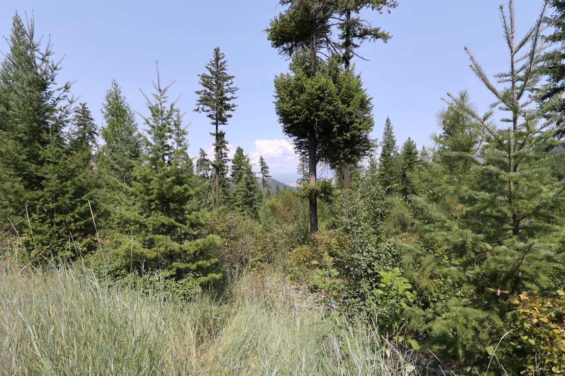 Wooded land with dense evergreens, tall grasses, and distant hills visible through the trees.