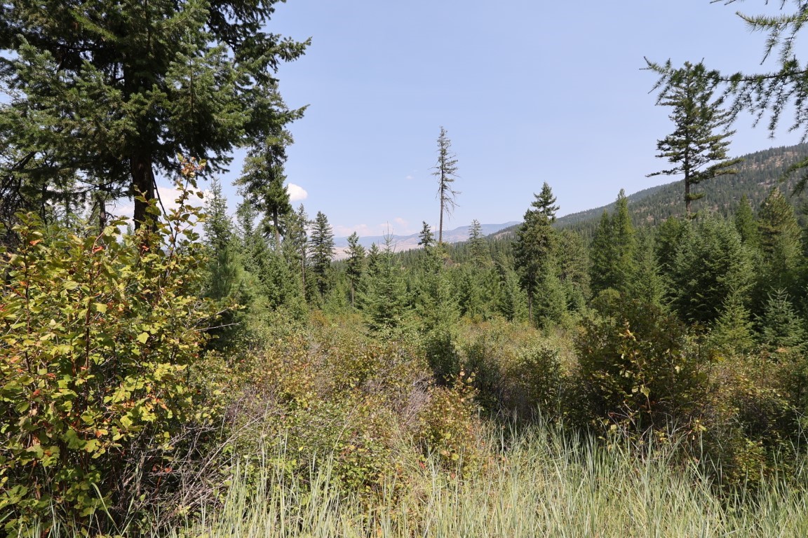 Wooded land with dense evergreens, brush, and a view of forested mountain slopes.