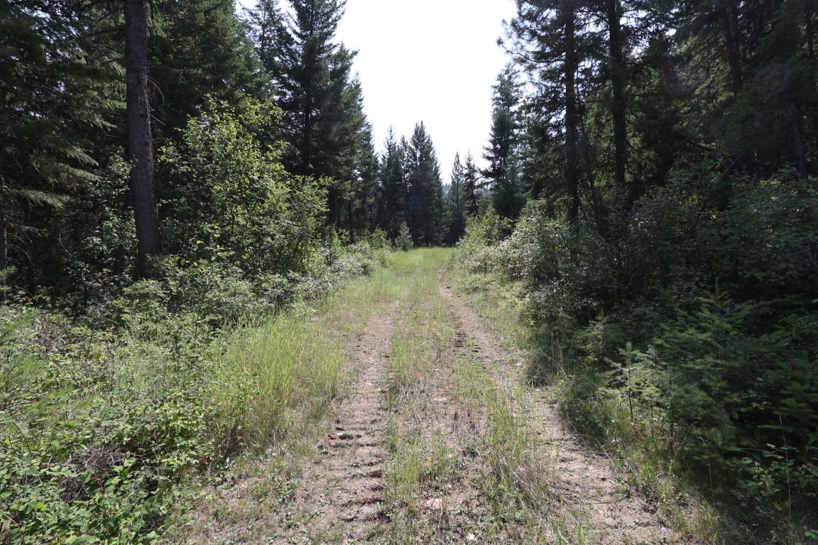 Dirt two-track road winding through dense evergreen forest and green undergrowth.