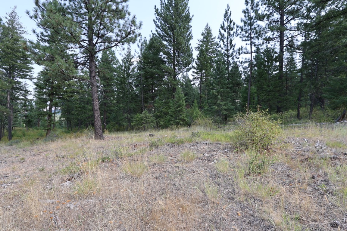Vacant grassy land slopes toward a dense stand of pine trees.