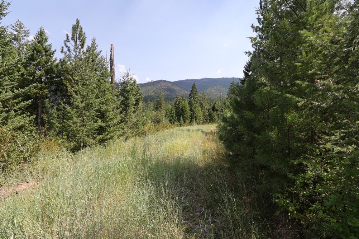 Grassy clearing bordered by evergreens, with forested mountain ridges beyond.