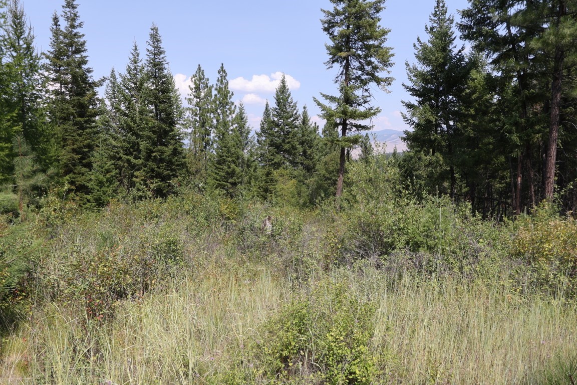 Wooded land with a grassy clearing, evergreen trees, and distant mountain views.