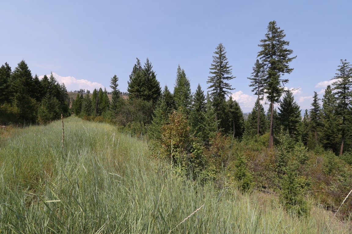 Grassy meadow bordered by dense evergreen forest on an undeveloped tract.