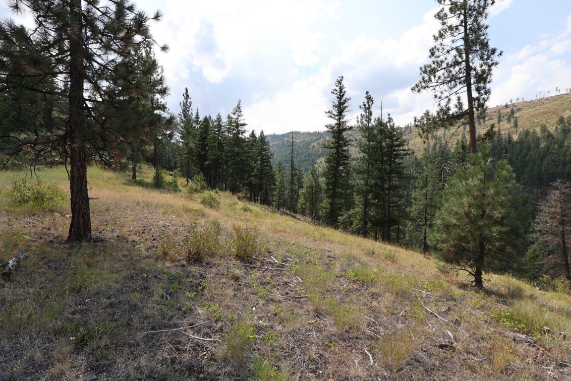 Vacant hillside land with scattered pines overlooking a wooded valley.