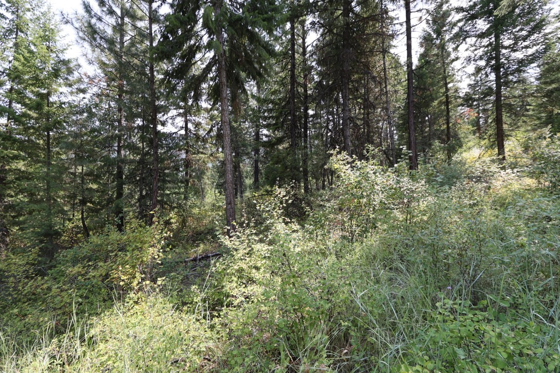 Wooded land with tall evergreens, dense undergrowth, and a small clearing.
