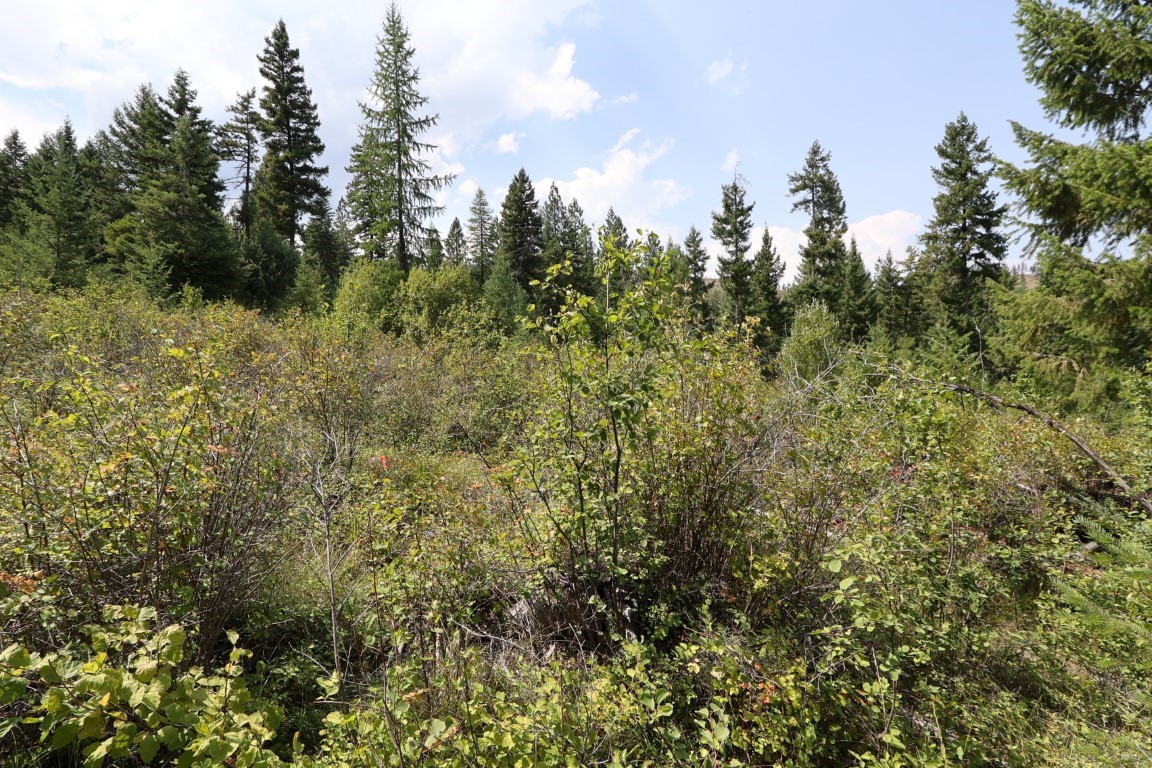 Wooded land with dense brush and tall evergreen trees beneath a partly cloudy sky.