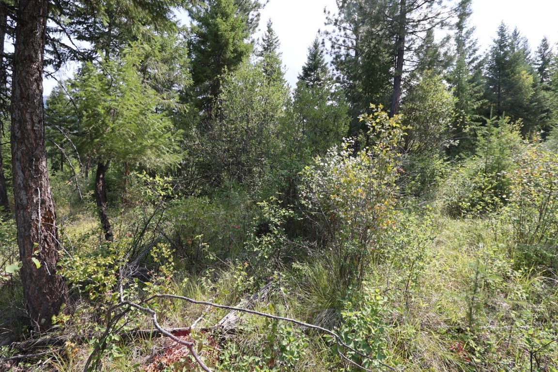 Wooded land with mature trees, dense brush, and tall grass.
