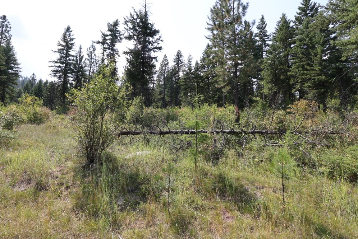 Grassy clearing bordered by evergreens, with a fallen tree across the middle.