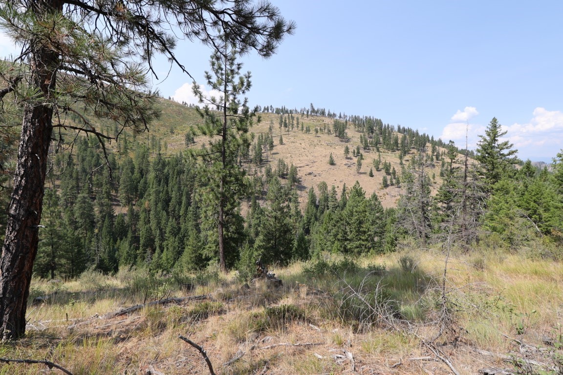 Rural land overlooking a pine-covered valley and sparsely treed hillside.