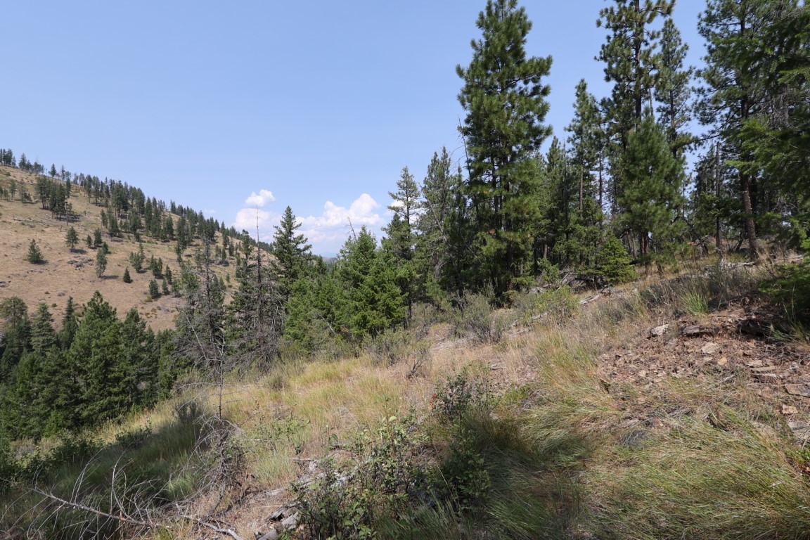 Vacant wooded hillside with dry grass and pine trees overlooking a valley.