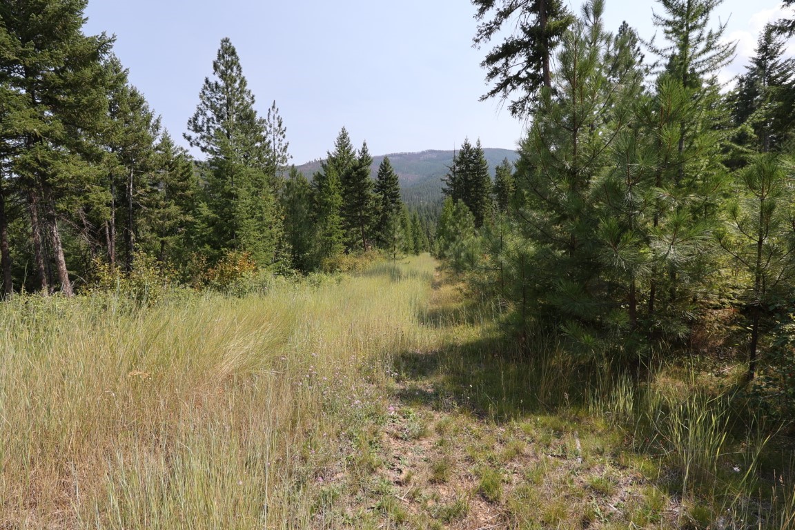Grassy track through pine trees toward distant wooded hills.