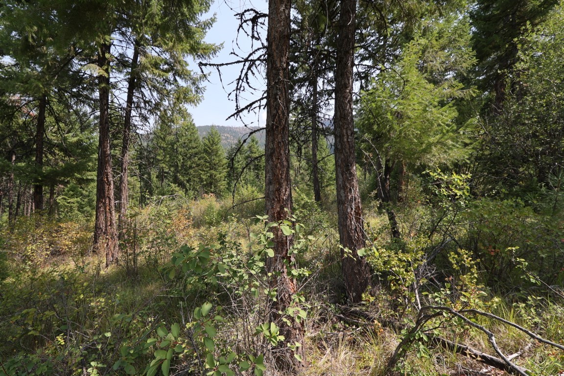 Wooded property with tall conifers, dense undergrowth, and a distant ridge.