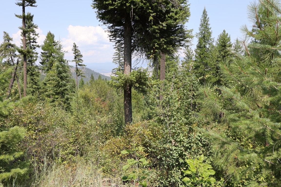 Wooded land with dense evergreens and brush overlooking distant mountain ridges.