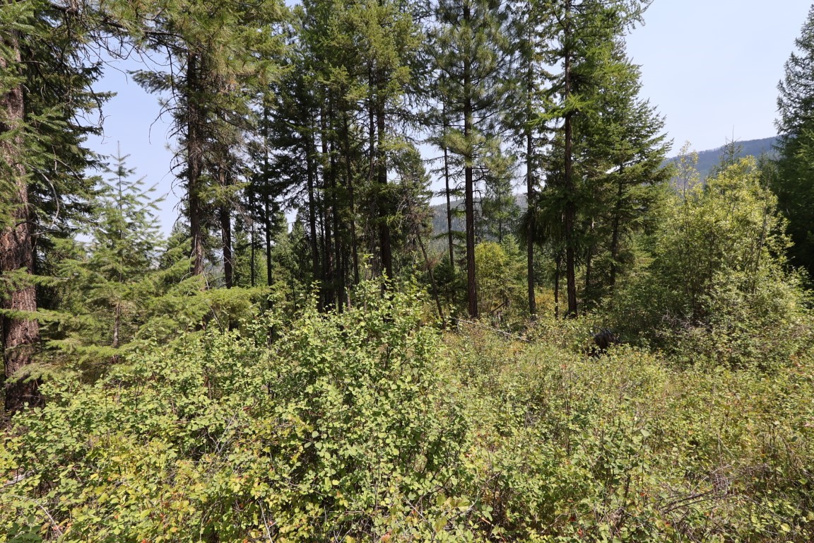Wooded land with dense brush, tall evergreen trees, and a distant mountain ridge.
