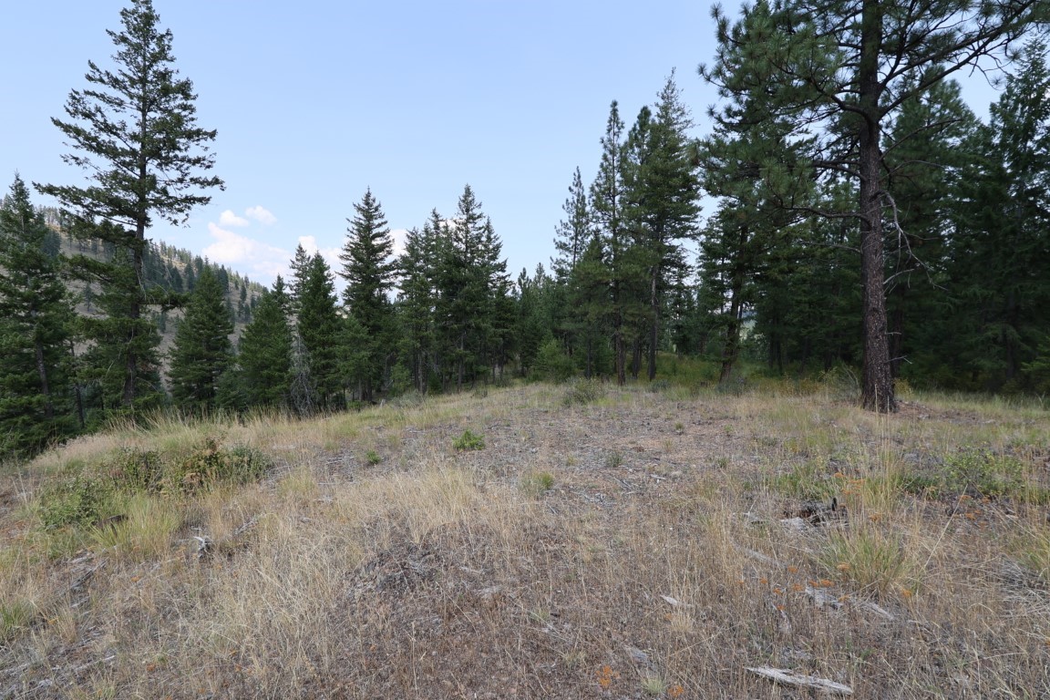 Grassy clearing on a wooded hillside, bordered by evergreen trees.