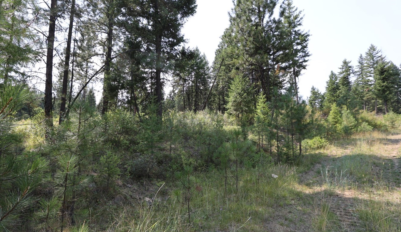Wooded land with pine trees, dense brush, and a dirt track along the right side.