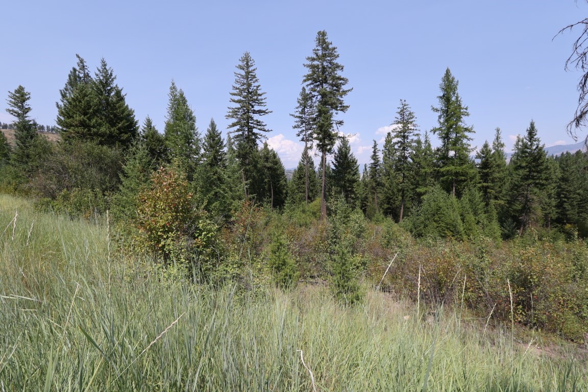 Grassy vacant land bordered by dense evergreen trees, with distant ridges under a clear sky.