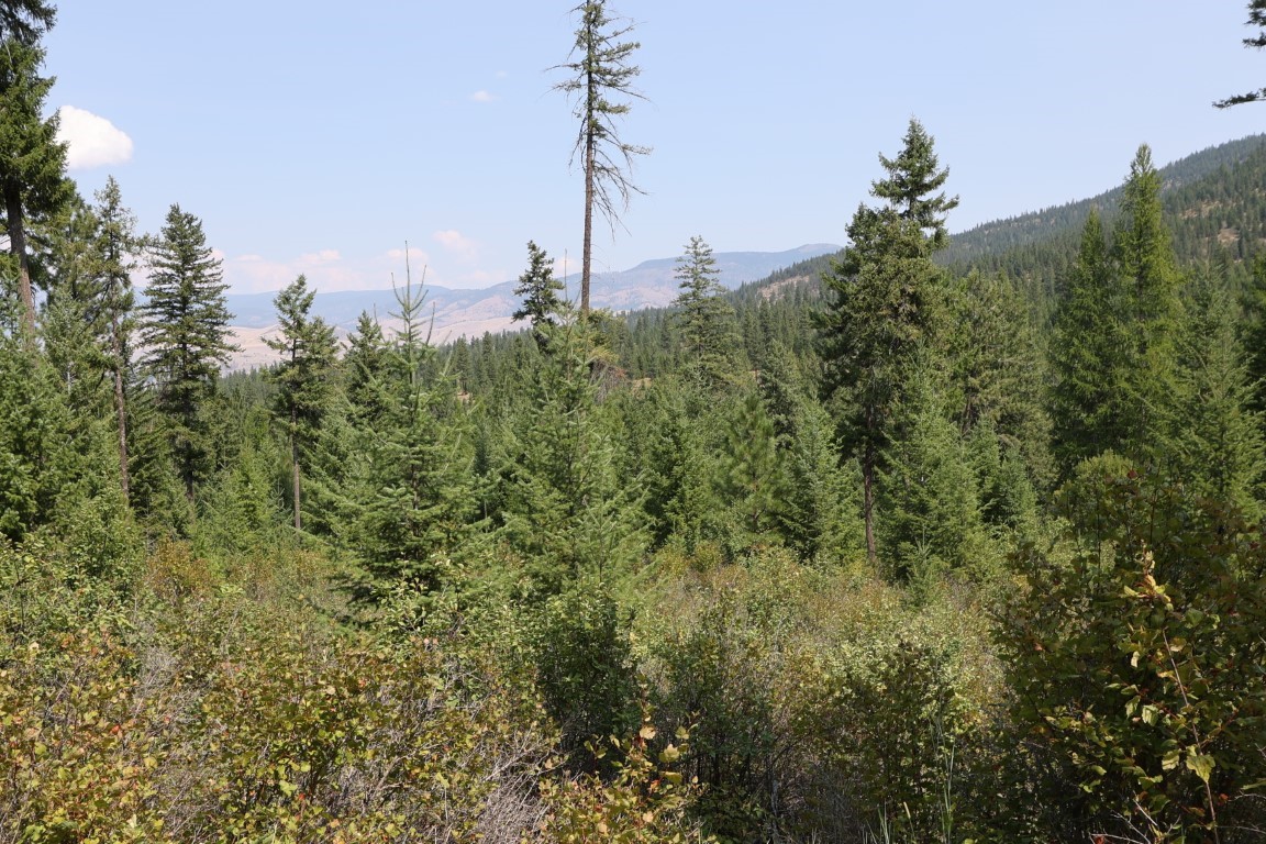 Wooded vacant land with evergreen trees and a view of distant mountain ridges.