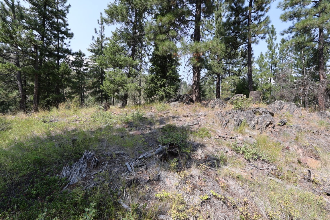 Rocky wooded land with pine trees, dry grass, and fallen logs.