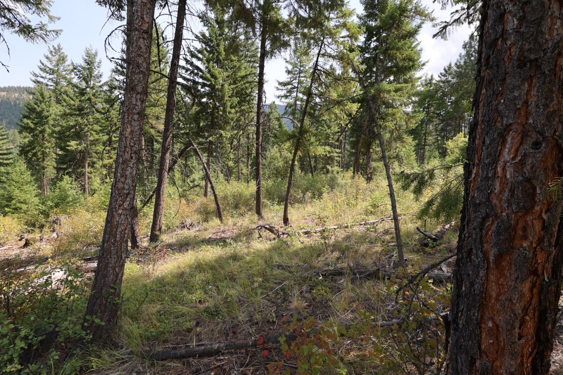 Wooded land tract with tall pines, grassy undergrowth, and a distant forested hillside.