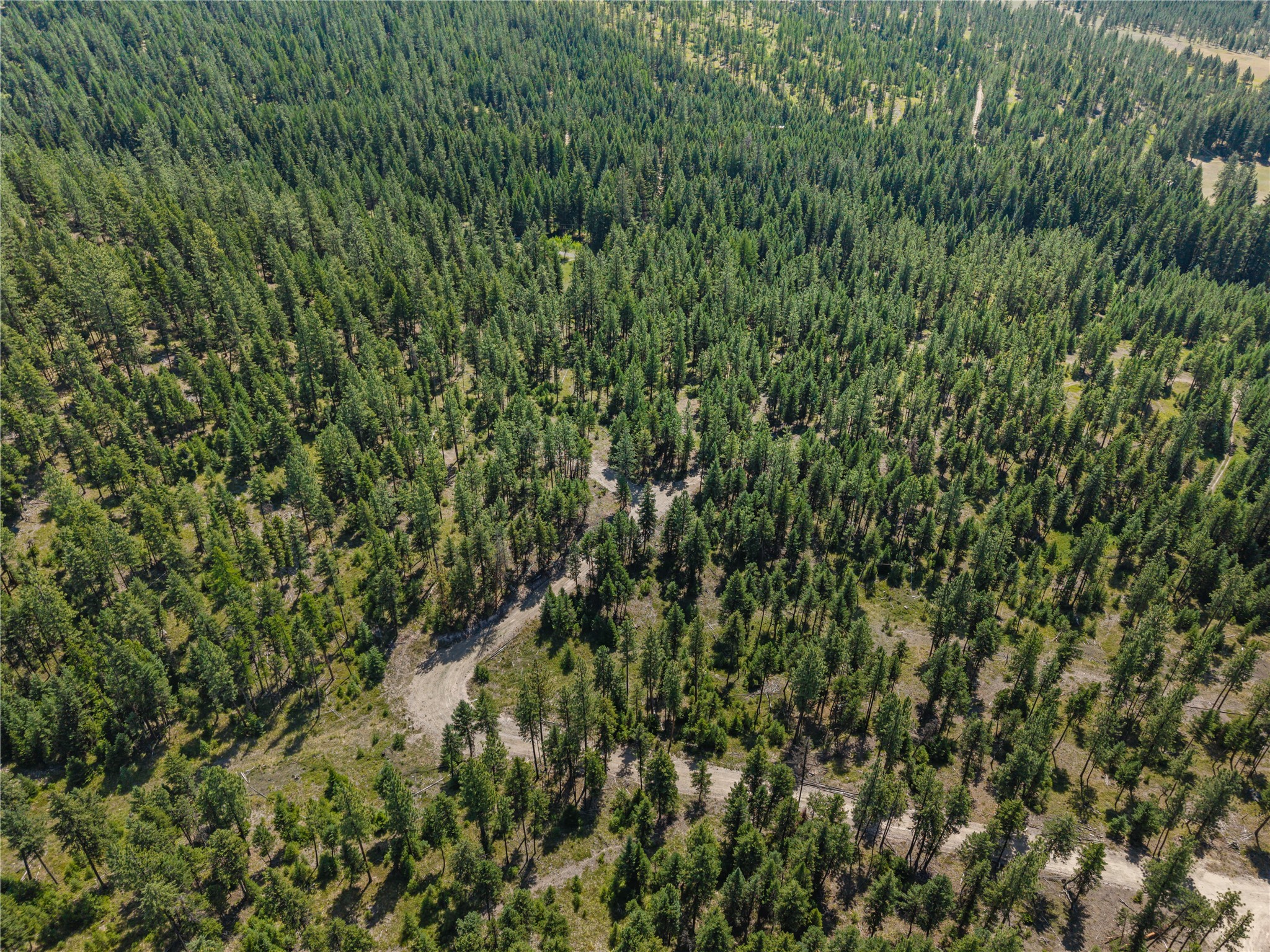 Aerial view of a wooded parcel with dense evergreens and a winding dirt road.