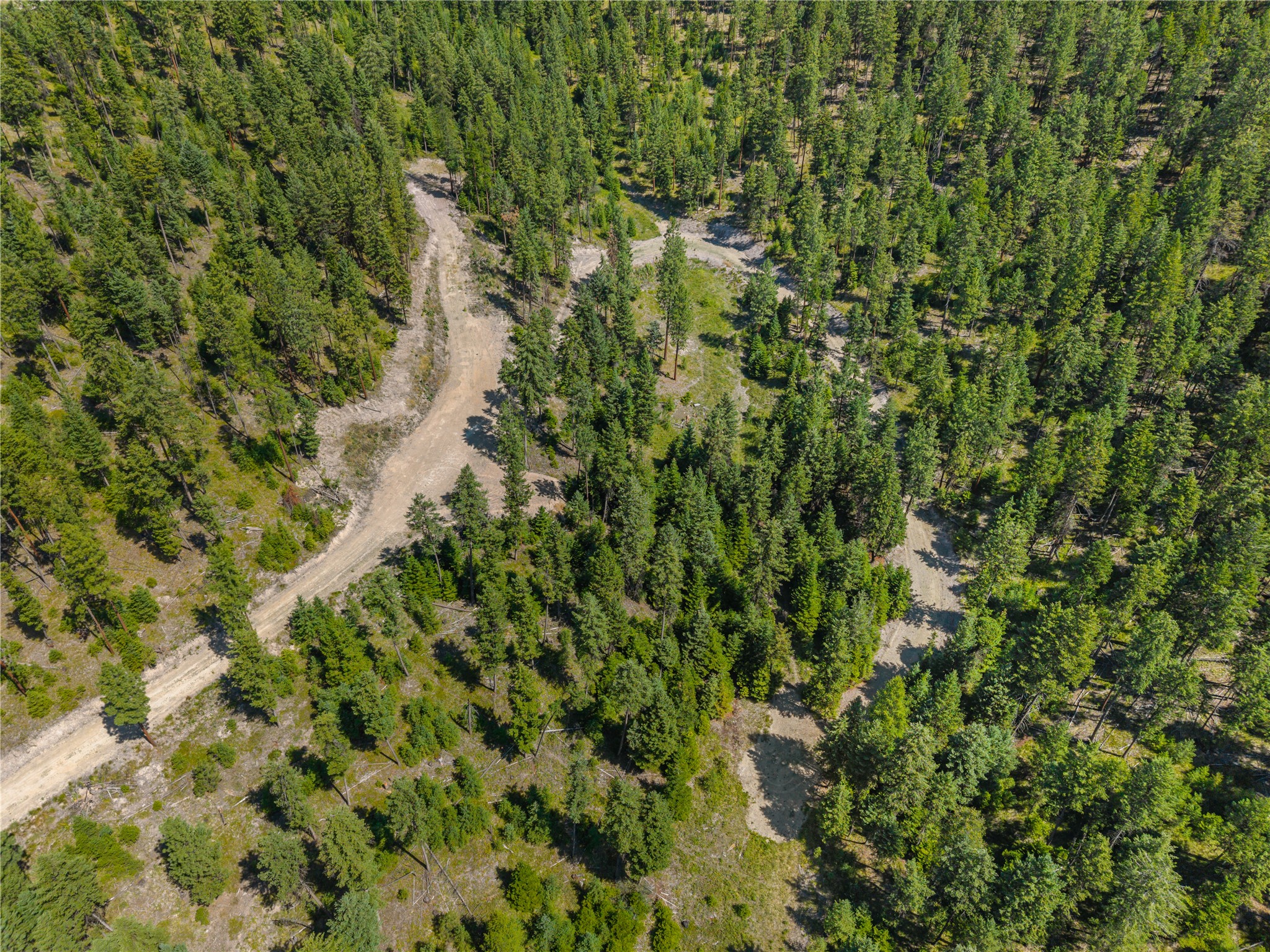 Aerial view of a forested vacant lot with dirt roads winding through evergreen trees.