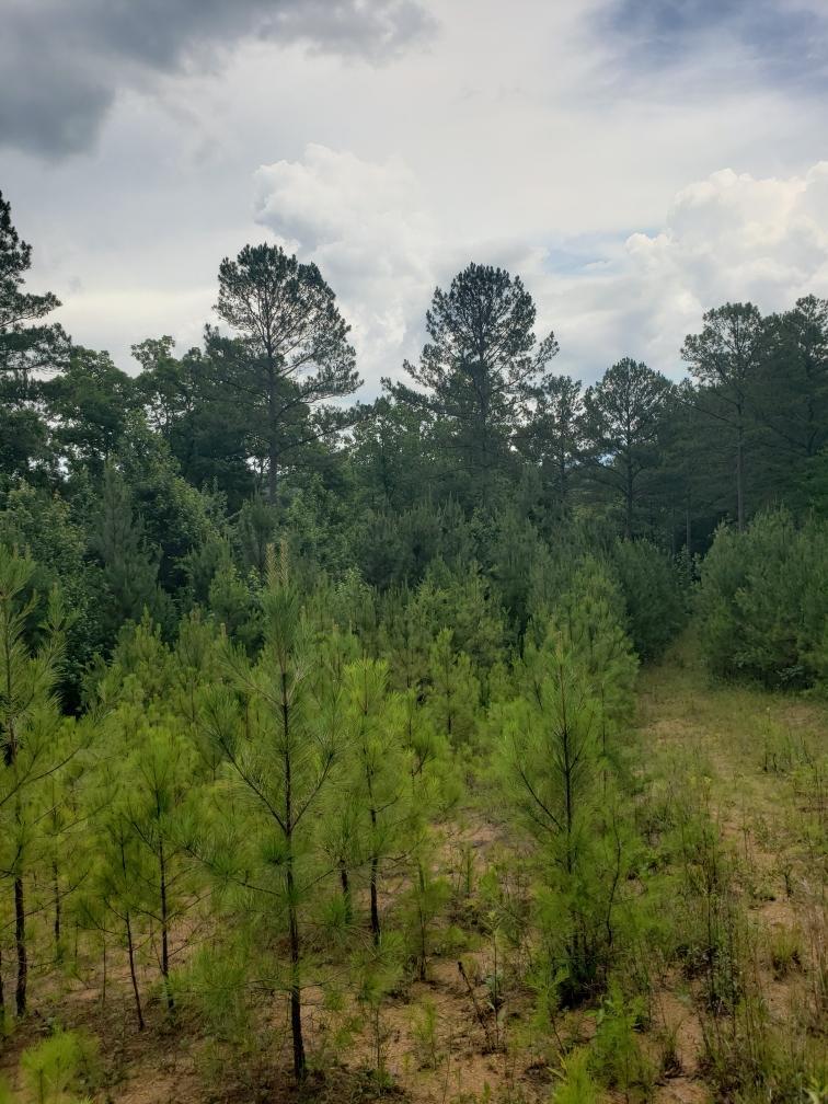 110 Quail Lane