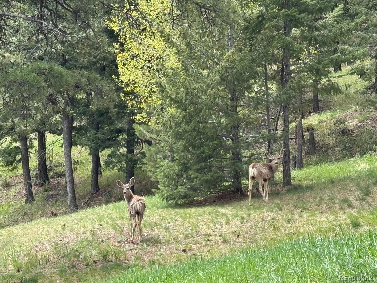 1366 Killington Court