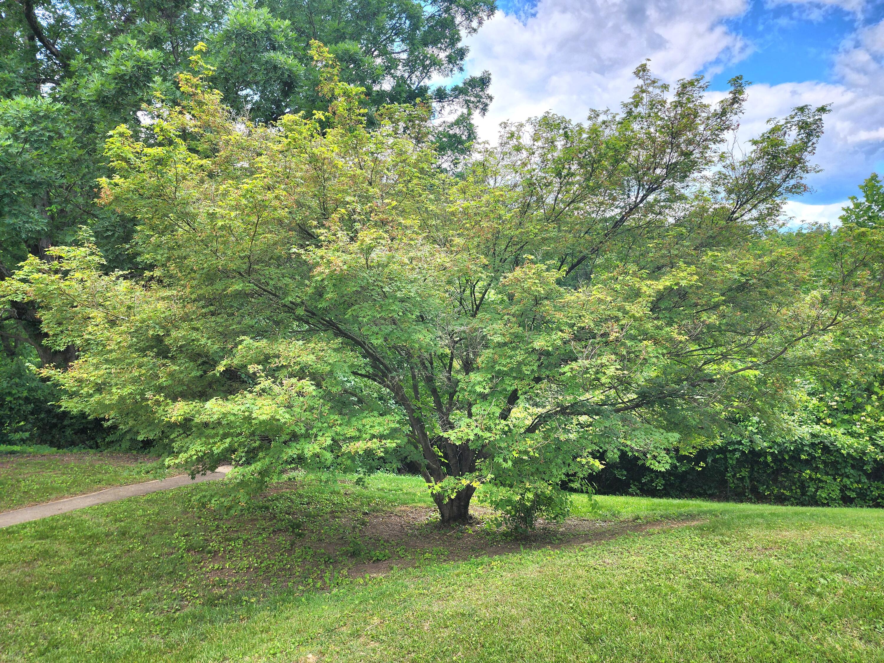 619 W Greenhill Road