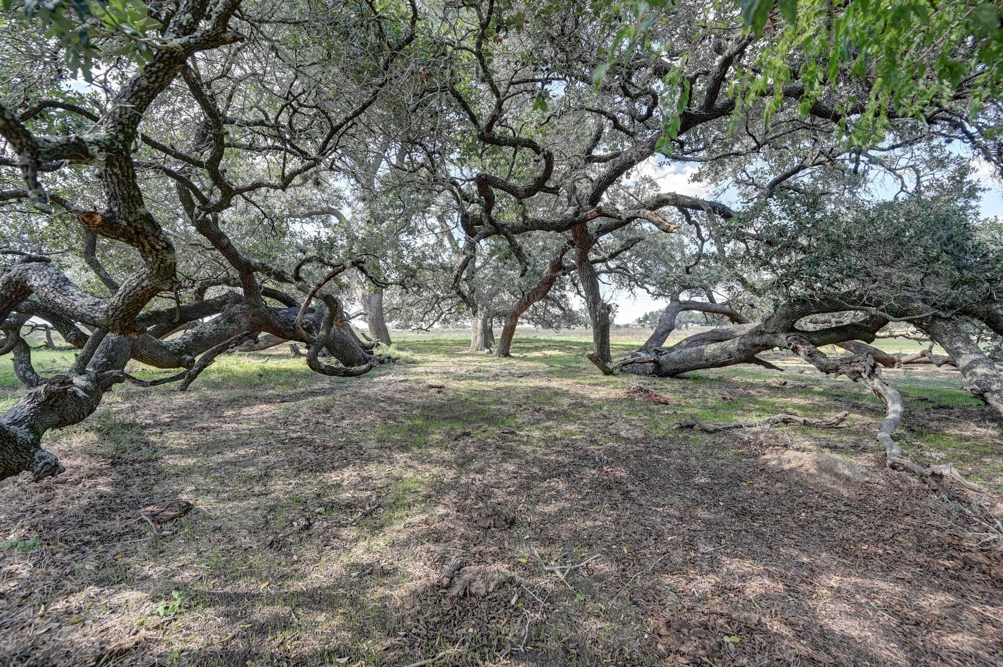 Rural property grove with mature oak trees, sprawling low branches, and a leaf-covered ground.