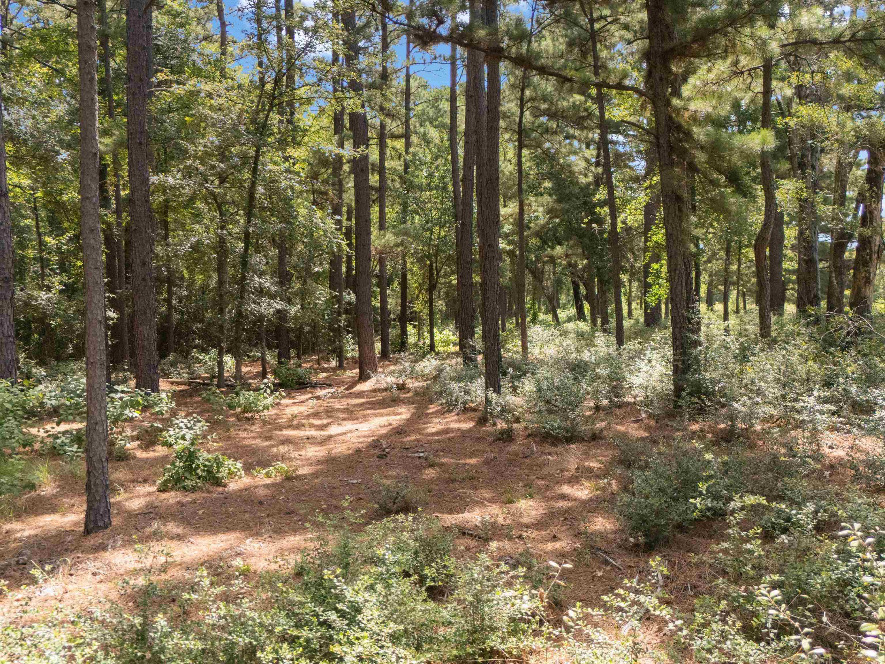 Tract 1 Slash pine