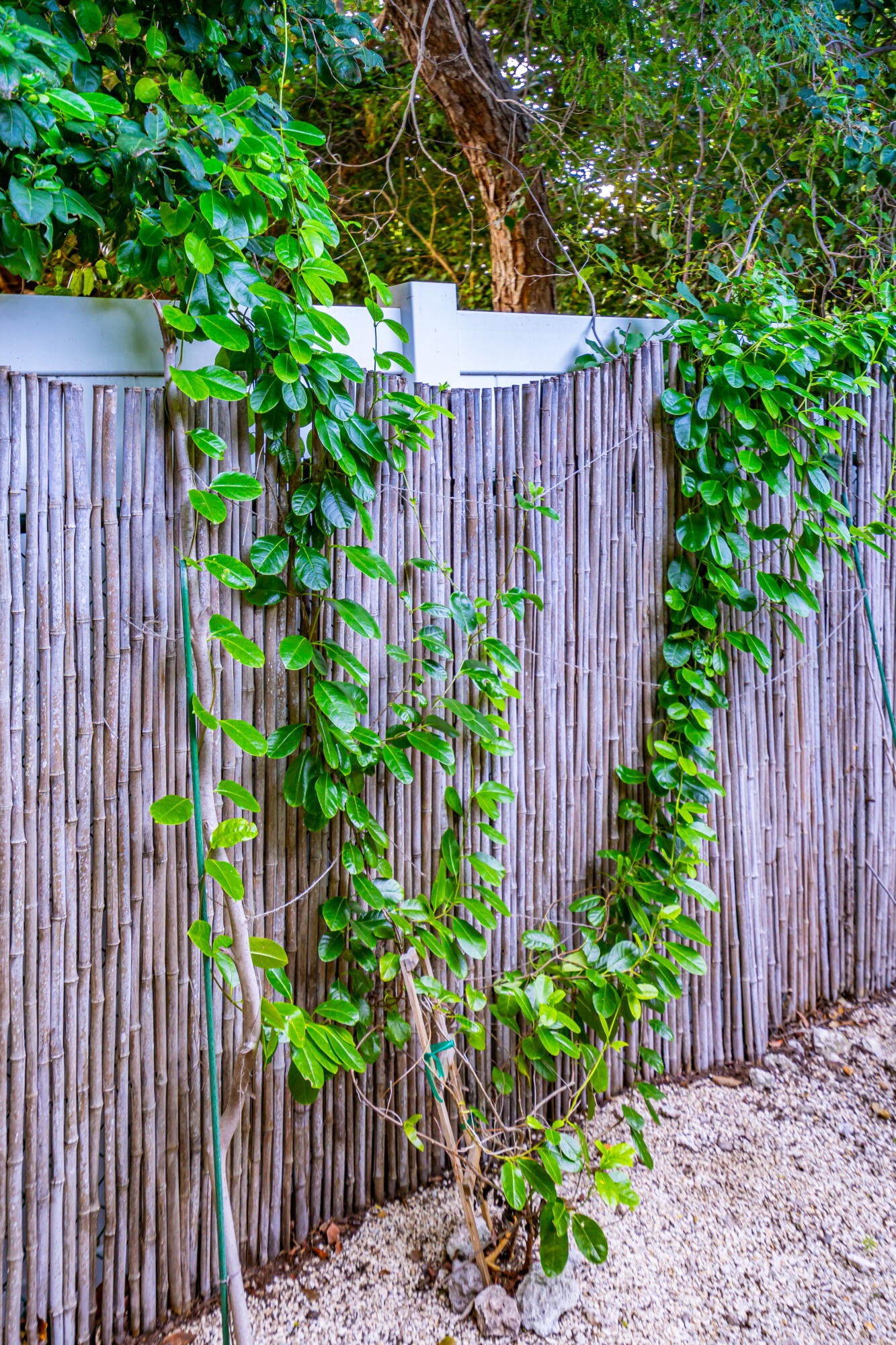 469 Barracuda Boulevard