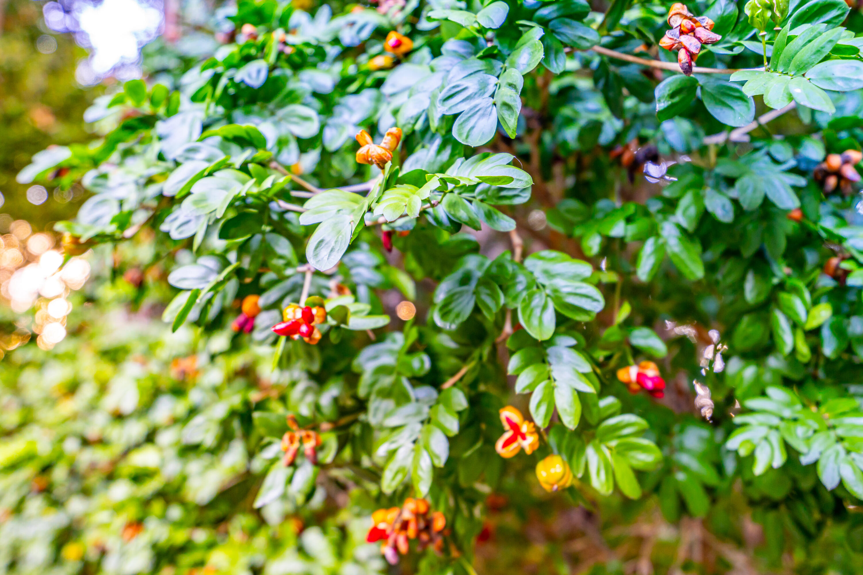 469 Barracuda Boulevard