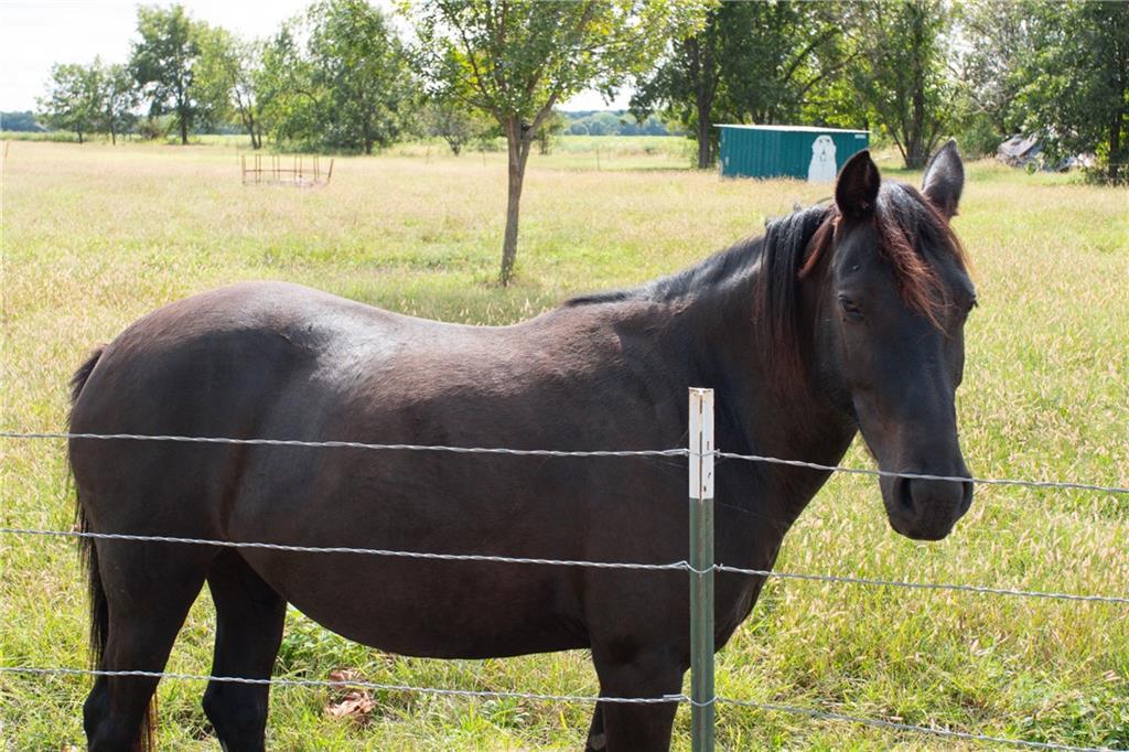 Dark horse standing in a grassy, wire-fenced pasture with trees and a small green outbuilding.