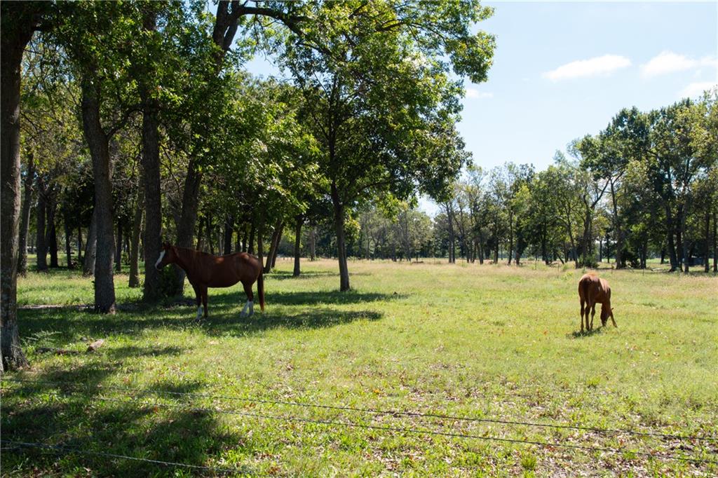 Two horses graze in a sunny, tree-lined pasture.