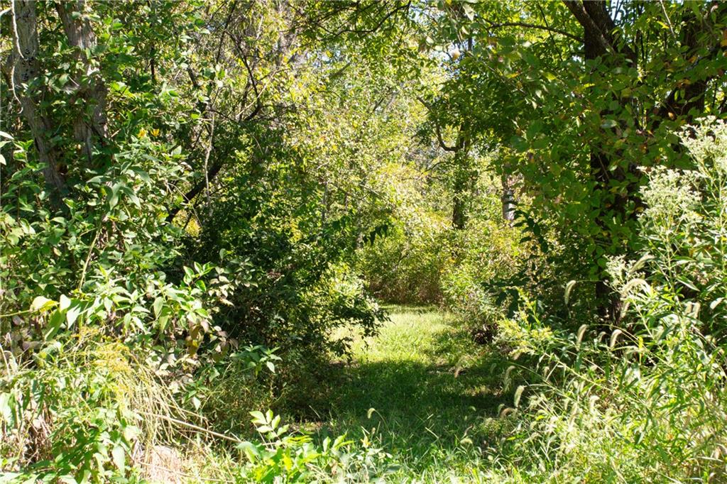 Grassy path winding through dense trees and shrubs.