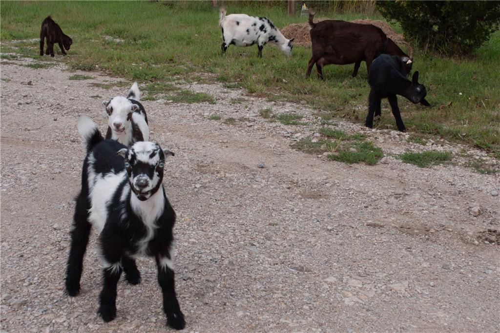 Goats grazing beside a gravel drive in a grassy paddock.