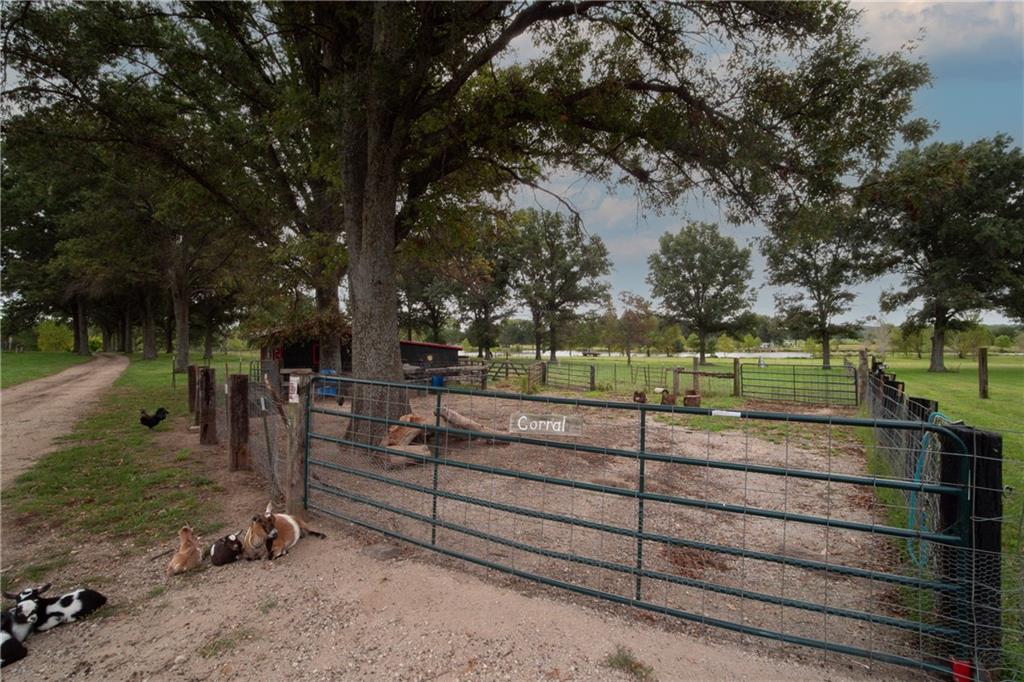 Livestock corral with metal gates beneath a large shade tree, with animals nearby.