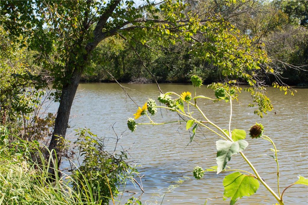 Riverbank with rippling water, overhanging trees, and tall sunflowers in the foreground.
