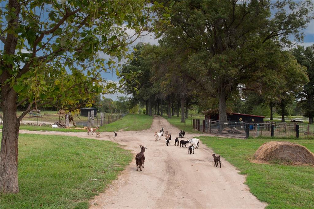 Goats walk along a tree-lined gravel driveway beside fenced paddocks and farm outbuildings.