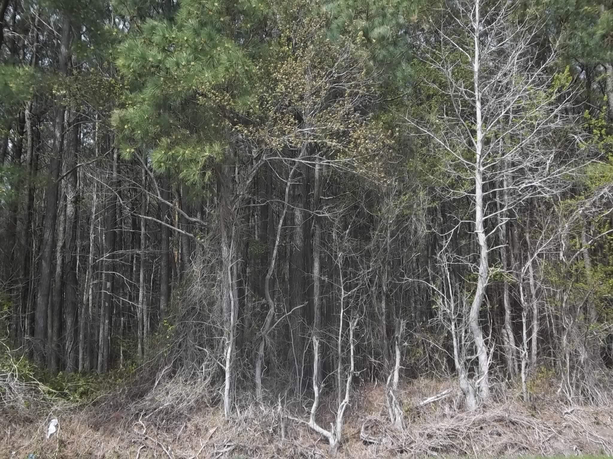 TBD Griffin Swamp Road Lot #2