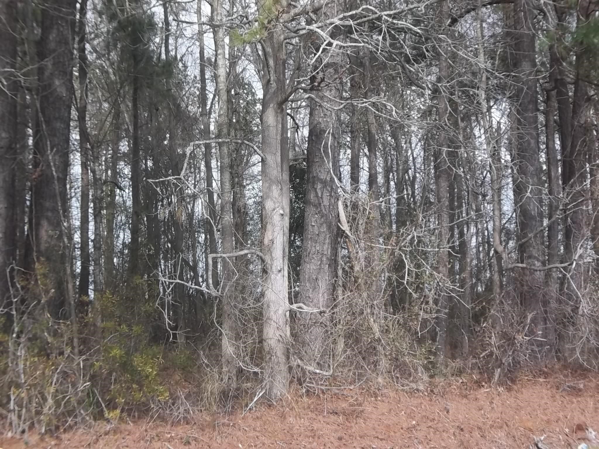 TBD Griffin Swamp Road Lot #1